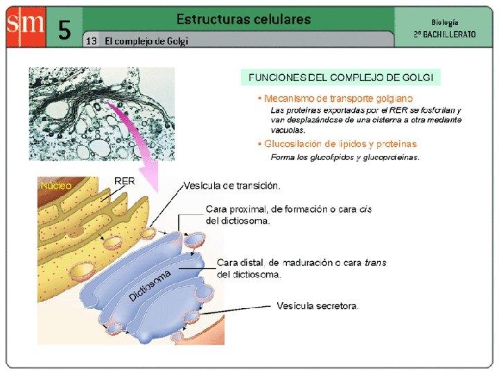 Biología. 2º bachillerato Unidad 9. Citología III (MEMBRANA PLASMÁTICAS Y ORGÁNULOS MEMBRANOSOS C. E.