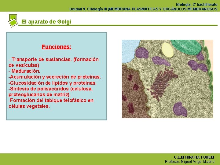 Biología. 2º bachillerato Unidad 9. Citología III (MEMBRANA PLASMÁTICAS Y ORGÁNULOS MEMBRANOSOS El aparato