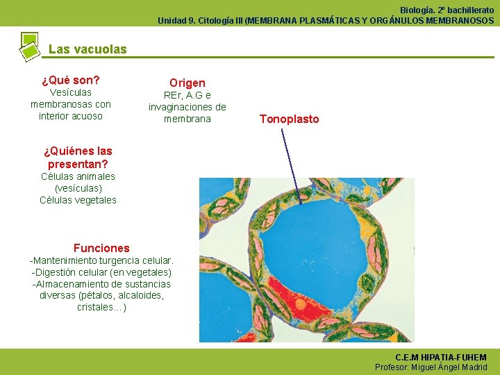 Biología. 2º bachillerato Unidad 9. Citología III (MEMBRANA PLASMÁTICAS Y ORGÁNULOS MEMBRANOSOS Las vacuolas