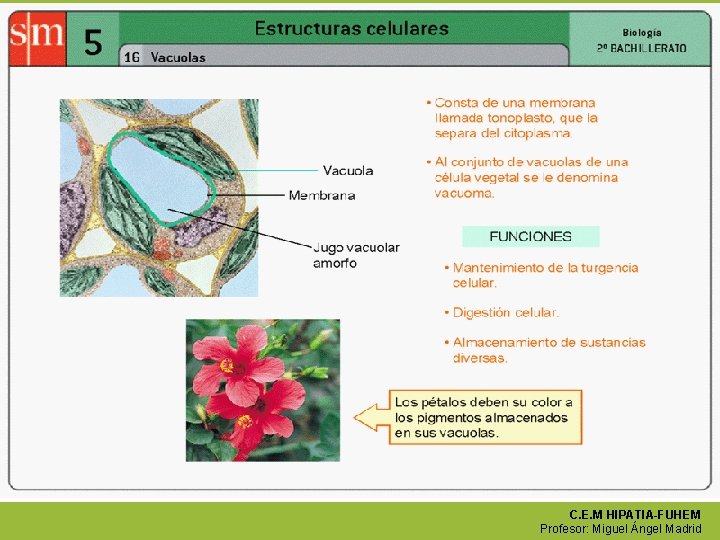 Biología. 2º bachillerato Unidad 9. Citología III (MEMBRANA PLASMÁTICAS Y ORGÁNULOS MEMBRANOSOS C. E.