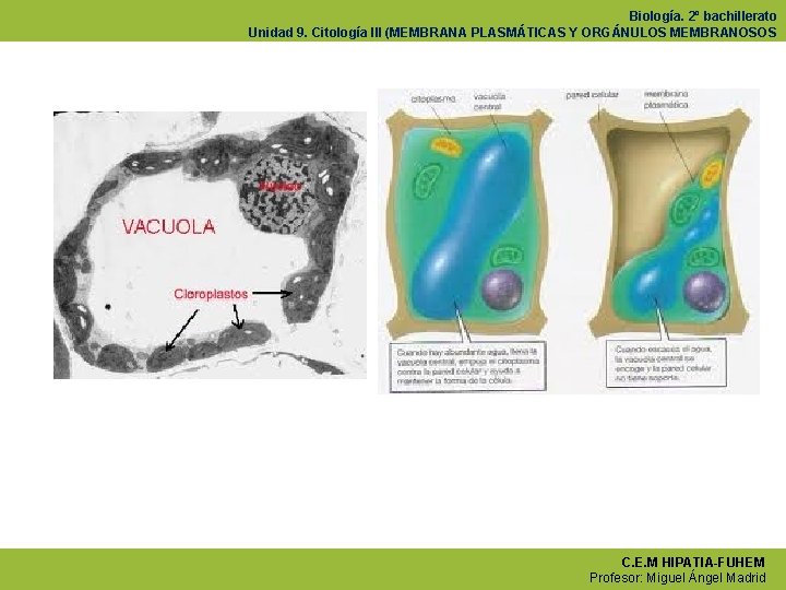 Biología. 2º bachillerato Unidad 9. Citología III (MEMBRANA PLASMÁTICAS Y ORGÁNULOS MEMBRANOSOS C. E.