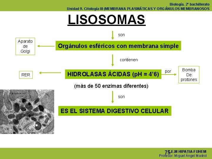 Biología. 2º bachillerato Unidad 9. Citología III (MEMBRANA PLASMÁTICAS Y ORGÁNULOS MEMBRANOSOS LISOSOMAS son