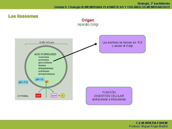 Biología. 2º bachillerato Unidad 9. Citología III (MEMBRANA PLASMÁTICAS Y ORGÁNULOS MEMBRANOSOS Los lisosomas