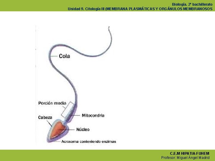 Biología. 2º bachillerato Unidad 9. Citología III (MEMBRANA PLASMÁTICAS Y ORGÁNULOS MEMBRANOSOS C. E.