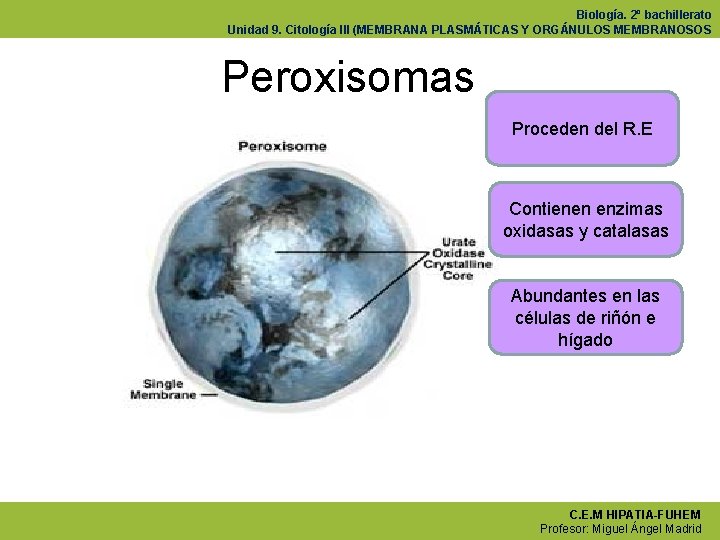 Biología. 2º bachillerato Unidad 9. Citología III (MEMBRANA PLASMÁTICAS Y ORGÁNULOS MEMBRANOSOS Peroxisomas Proceden