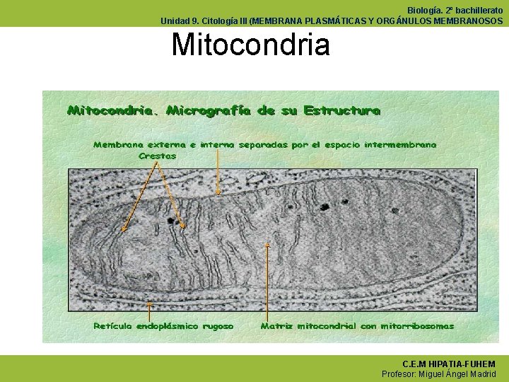 Biología. 2º bachillerato Unidad 9. Citología III (MEMBRANA PLASMÁTICAS Y ORGÁNULOS MEMBRANOSOS Mitocondria C.