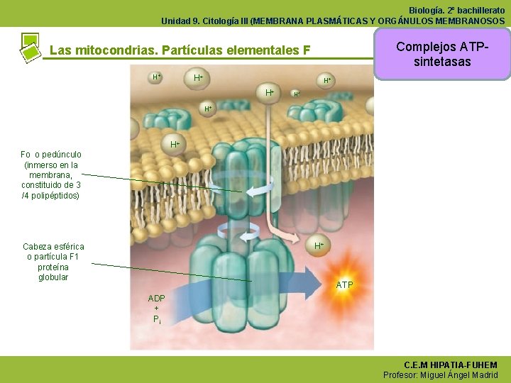 Biología. 2º bachillerato Unidad 9. Citología III (MEMBRANA PLASMÁTICAS Y ORGÁNULOS MEMBRANOSOS Complejos VOLVER