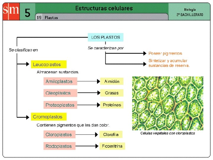 Biología. 2º bachillerato Unidad 9. Citología III (MEMBRANA PLASMÁTICAS Y ORGÁNULOS MEMBRANOSOS C. E.