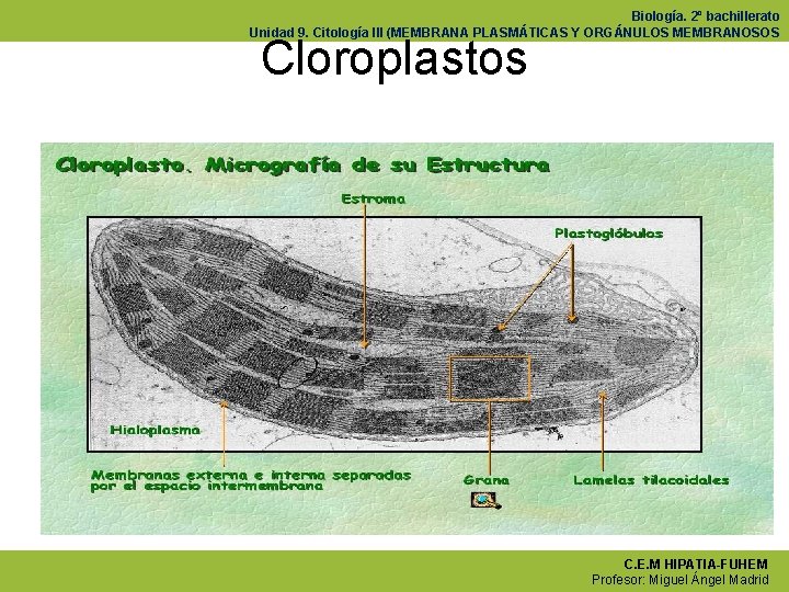 Biología. 2º bachillerato Unidad 9. Citología III (MEMBRANA PLASMÁTICAS Y ORGÁNULOS MEMBRANOSOS Cloroplastos C.