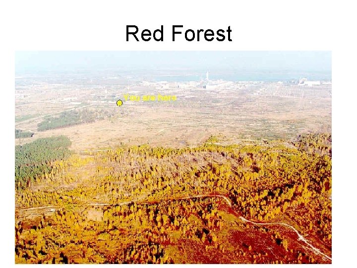 Red Forest 