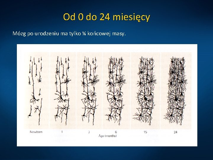 Od 0 do 24 miesięcy Mózg po urodzeniu ma tylko ¼ końcowej masy. 