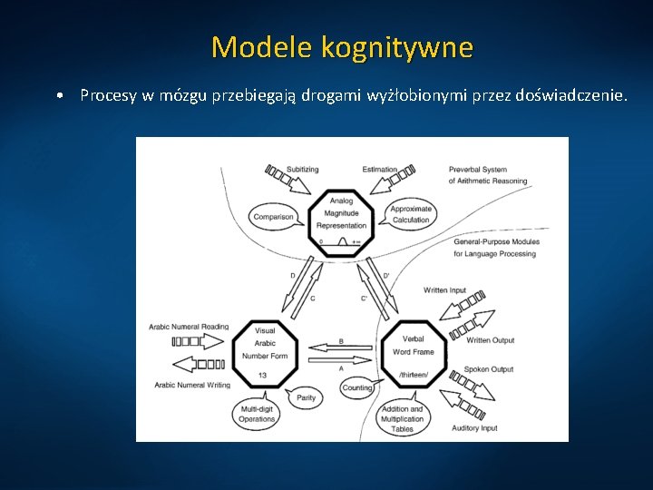 Modele kognitywne • Procesy w mózgu przebiegają drogami wyżłobionymi przez doświadczenie. 