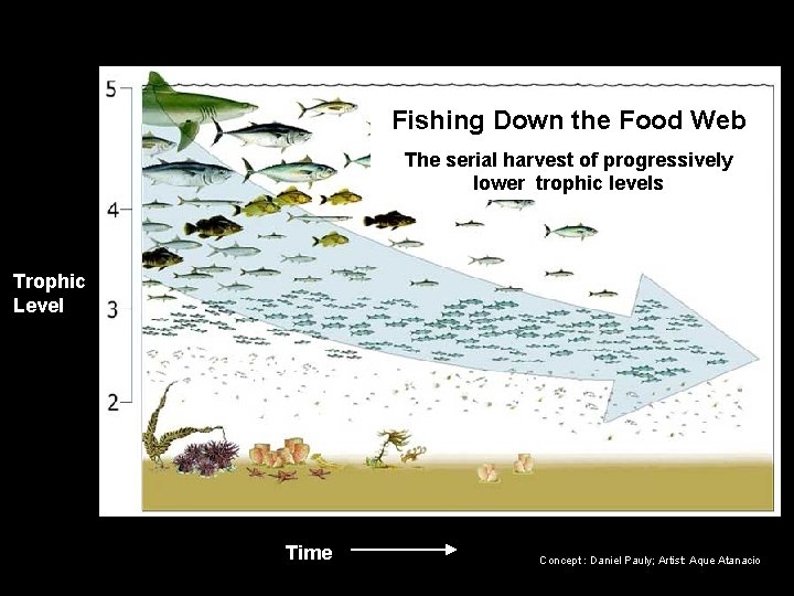 Fishing Down the Food Web The serial harvest of progressively lower trophic levels Trophic