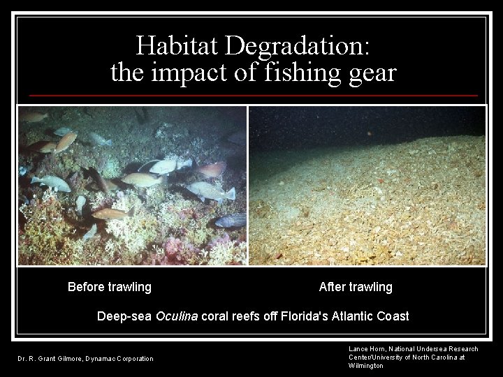 Habitat Degradation: the impact of fishing gear Before trawling After trawling Deep-sea Oculina coral