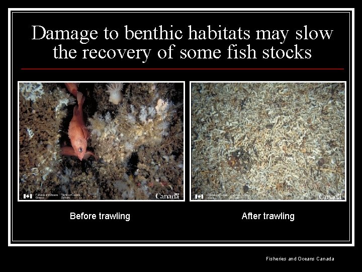 Damage to benthic habitats may slow the recovery of some fish stocks Before trawling
