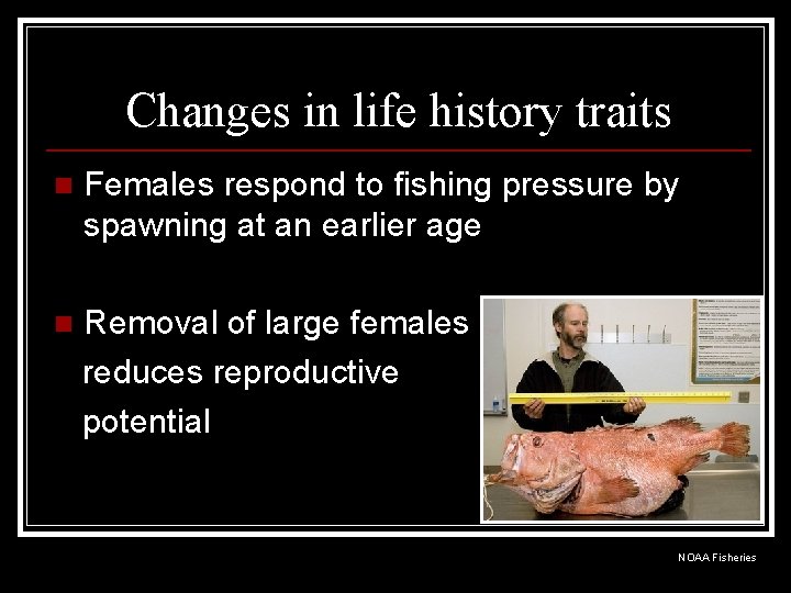 Changes in life history traits n Females respond to fishing pressure by spawning at