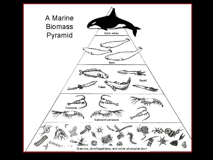 A Marine Biomass Pyramid Euphausid crustaceans Diatoms, dinoflagellates, and other phytoplankton 