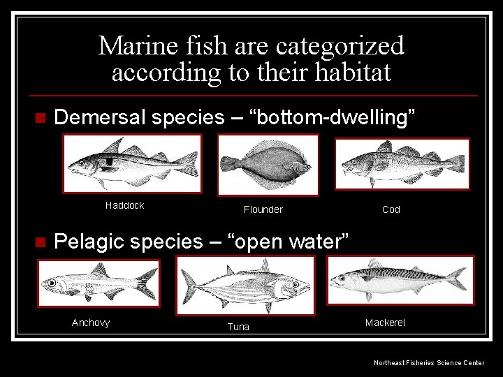 Marine fish are categorized according to their habitat n Demersal species – “bottom-dwelling” Haddock