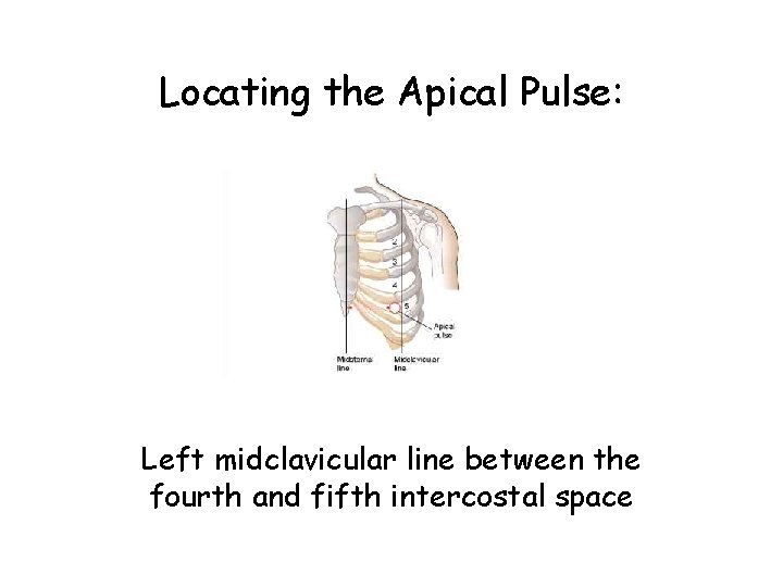 Locating the Apical Pulse: Left midclavicular line between the fourth and fifth intercostal space