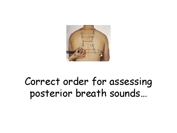 Correct order for assessing posterior breath sounds… 