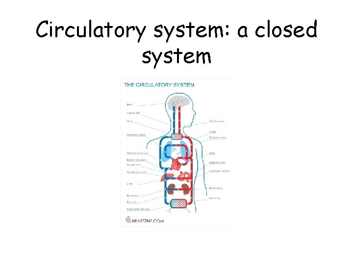 Circulatory system: a closed system 