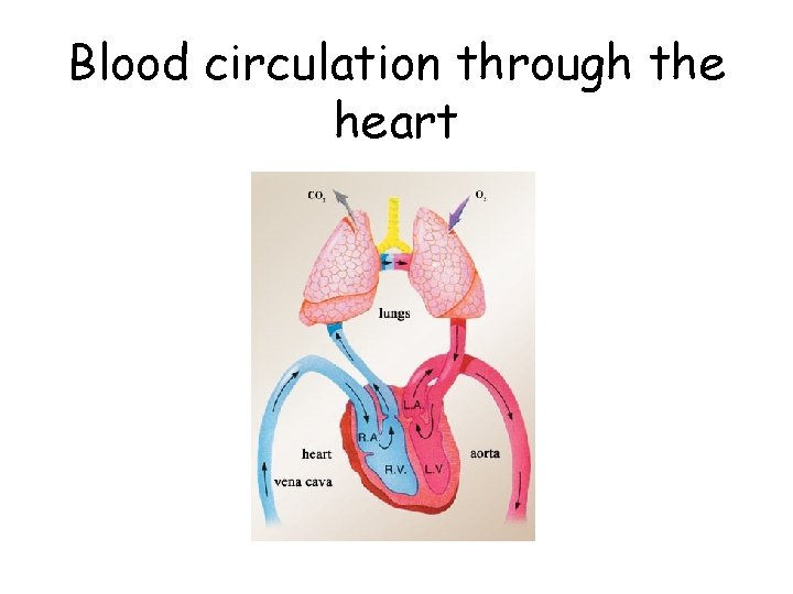 Blood circulation through the heart 