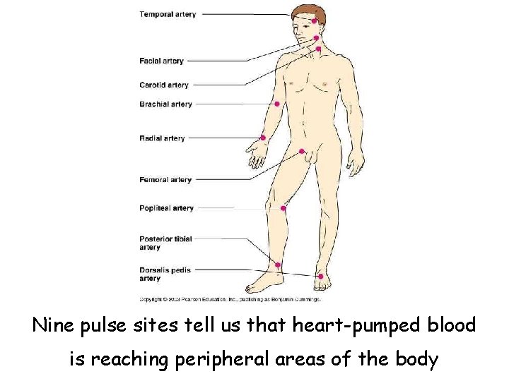 Nine pulse sites tell us that heart-pumped blood is reaching peripheral areas of the