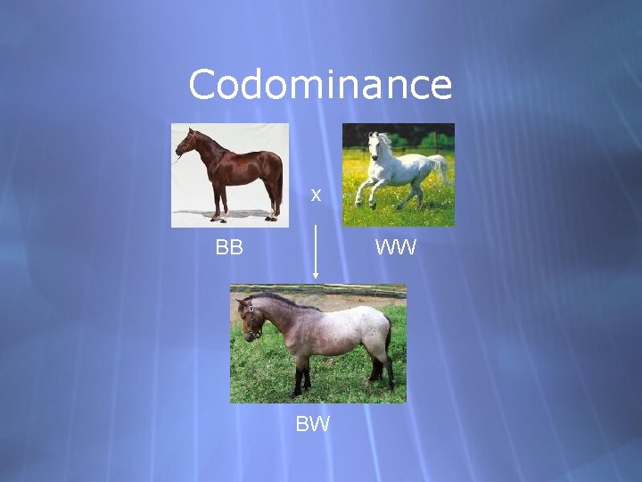 Codominance x BB WW BW 