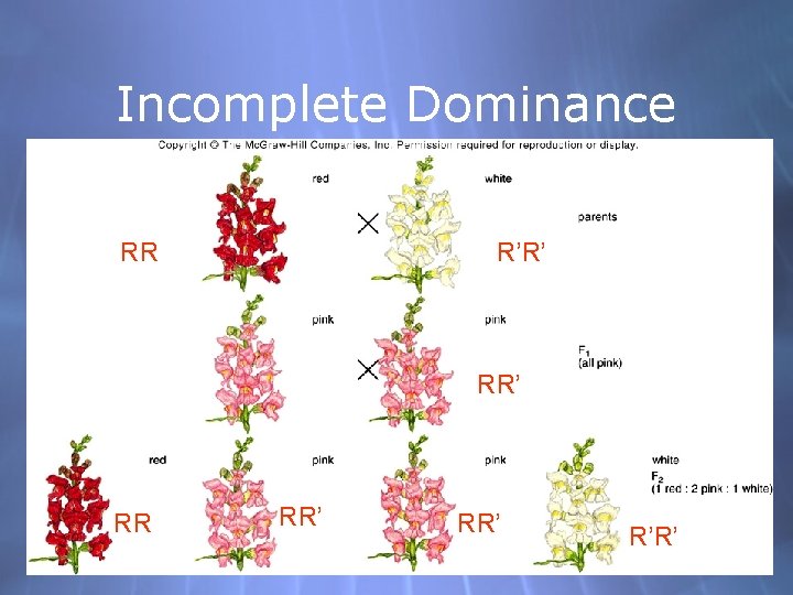 Incomplete Dominance RR R’R’ RR RR’ R’R’ 