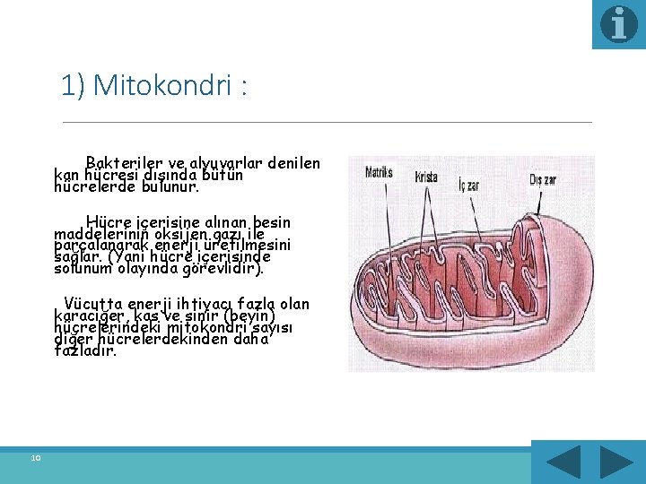 1) Mitokondri : Bakteriler ve alyuvarlar denilen kan hücresi dışında bütün hücrelerde bulunur. Hücre