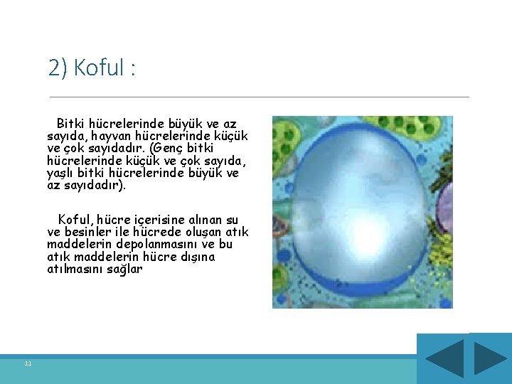 2) Koful : Bitki hücrelerinde büyük ve az sayıda, hayvan hücrelerinde küçük ve çok