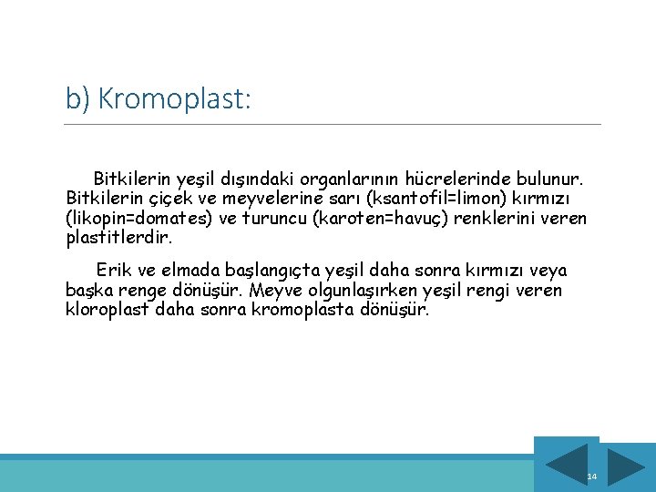 b) Kromoplast: Bitkilerin yeşil dışındaki organlarının hücrelerinde bulunur. Bitkilerin çiçek ve meyvelerine sarı (ksantofil=limon)