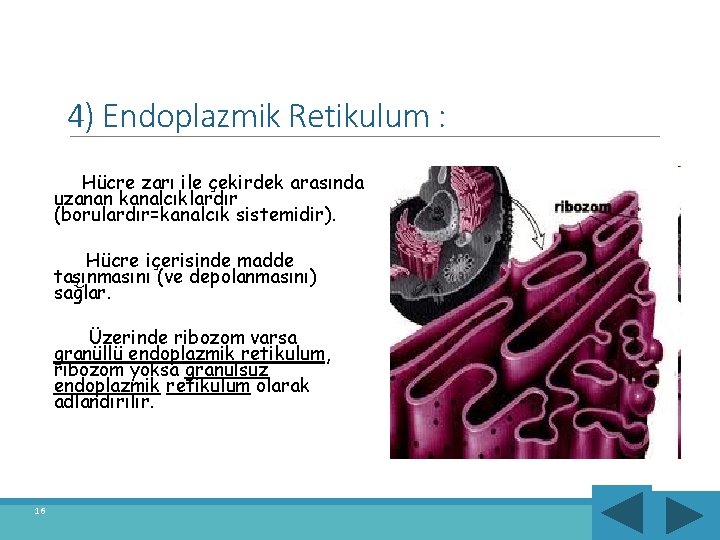 4) Endoplazmik Retikulum : Hücre zarı ile çekirdek arasında uzanan kanalcıklardır (borulardır=kanalcık sistemidir). Hücre