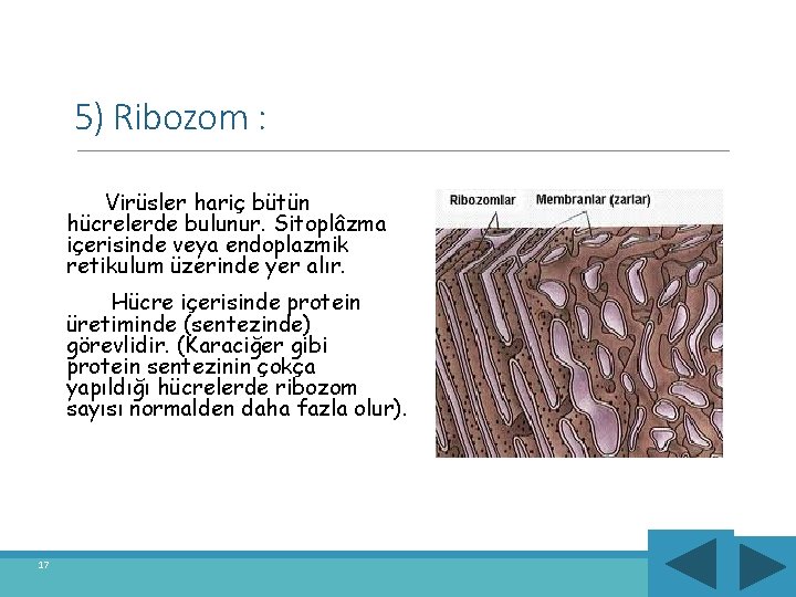 5) Ribozom : Virüsler hariç bütün hücrelerde bulunur. Sitoplâzma içerisinde veya endoplazmik retikulum üzerinde