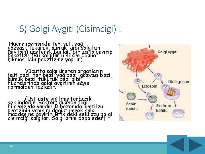 6) Golgi Aygıtı (Cisimciği) : Hücre içerisinde ter, süt, yağ, gözyaşı, tükürük, sümük, gibi