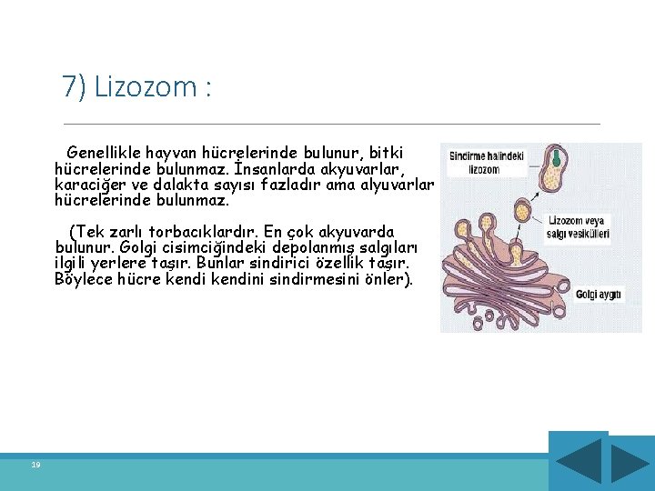 7) Lizozom : Genellikle hayvan hücrelerinde bulunur, bitki hücrelerinde bulunmaz. İnsanlarda akyuvarlar, karaciğer ve