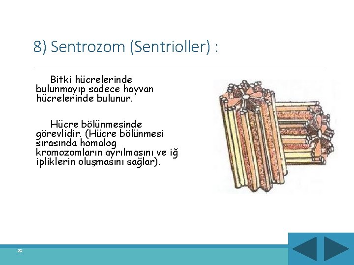 8) Sentrozom (Sentrioller) : Bitki hücrelerinde bulunmayıp sadece hayvan hücrelerinde bulunur. Hücre bölünmesinde görevlidir.