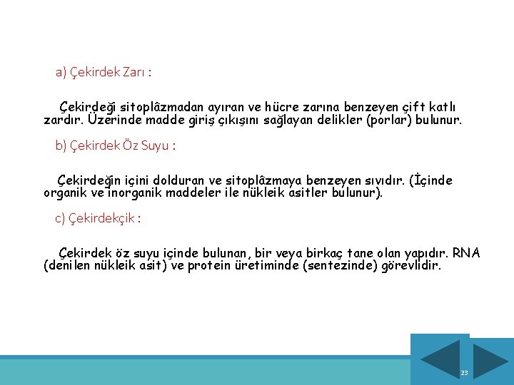  a) Çekirdek Zarı : Çekirdeği sitoplâzmadan ayıran ve hücre zarına benzeyen çift katlı