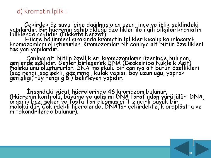 d) Kromatin İplik : Çekirdek öz suyu içine dağılmış olan uzun, ince ve iplik