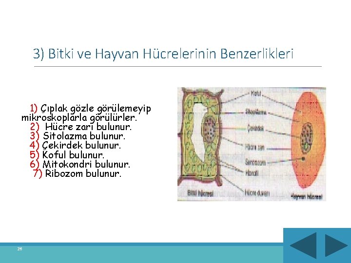 3) Bitki ve Hayvan Hücrelerinin Benzerlikleri 1) Çıplak gözle görülemeyip mikroskoplarla görülürler. 2) Hücre