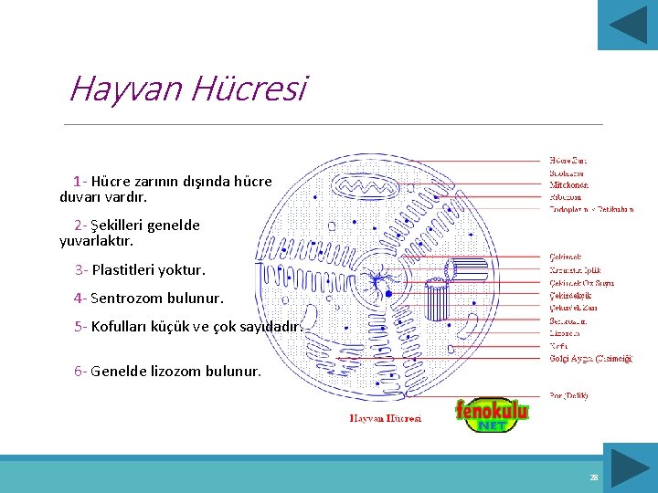  Hayvan Hücresi 1 - Hücre zarının dışında hücre duvarı vardır. 2 - Şekilleri