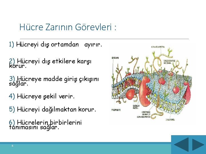 Hücre Zarının Görevleri : 1) Hücreyi dış ortamdan ayırır. 2) Hücreyi dış etkilere karşı