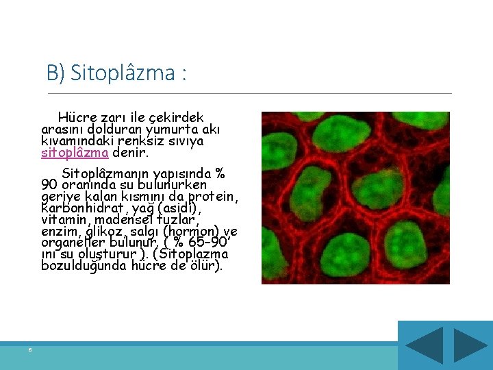 B) Sitoplâzma : Hücre zarı ile çekirdek arasını dolduran yumurta akı kıvamındaki renksiz sıvıya