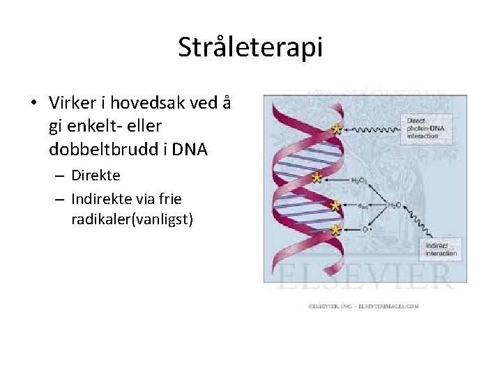 Stråleterapi • Virker i hovedsak ved å gi enkelt- eller dobbeltbrudd i DNA –