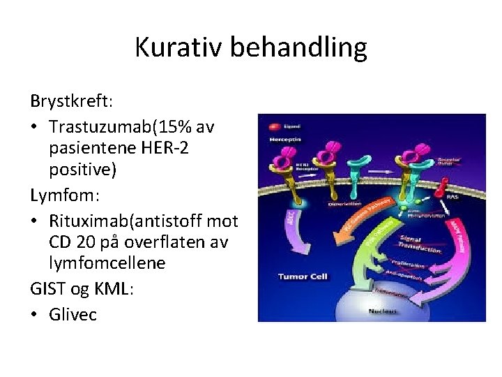 Kurativ behandling Brystkreft: • Trastuzumab(15% av pasientene HER-2 positive) Lymfom: • Rituximab(antistoff mot CD