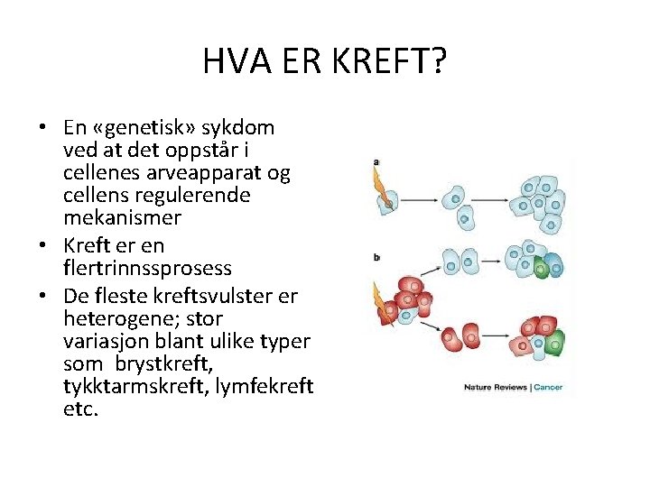 HVA ER KREFT? • En «genetisk» sykdom ved at det oppstår i cellenes arveapparat