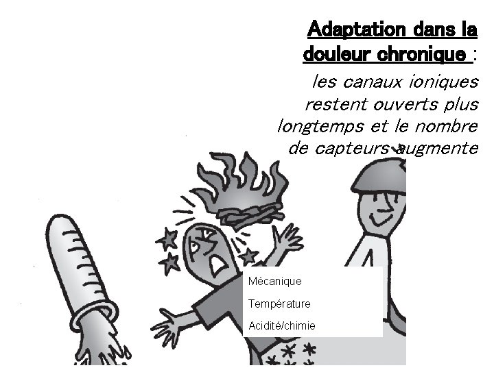 Adaptation dans la douleur chronique : les canaux ioniques restent ouverts plus longtemps et