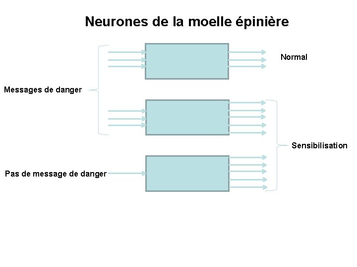 Neurones de la moelle épinière Normal Messages de danger Sensibilisation Pas de message de