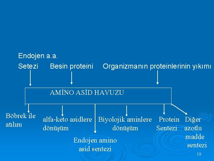 Endojen a. a. Setezi Besin proteini Organizmanın proteinlerinin yıkımı AMİNO ASİD HAVUZU Böbrek ile