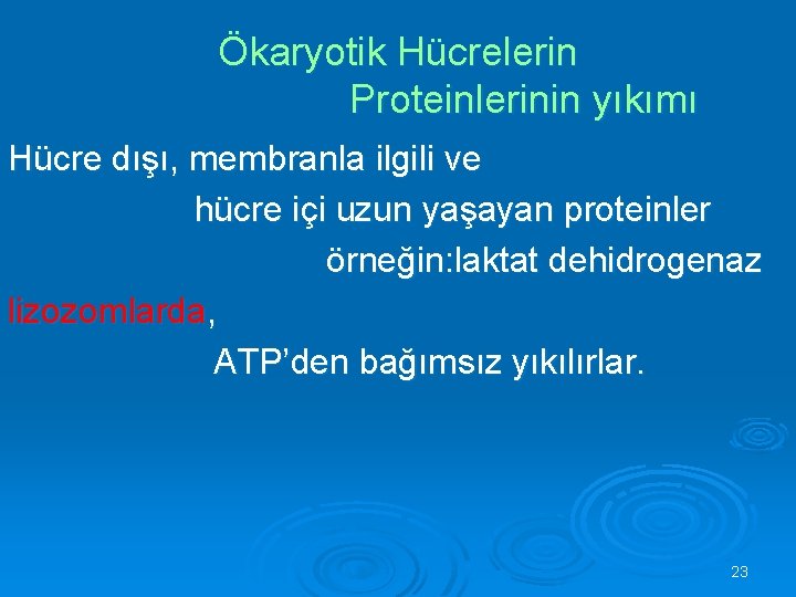 Ökaryotik Hücrelerin Proteinlerinin yıkımı Hücre dışı, membranla ilgili ve hücre içi uzun yaşayan proteinler